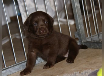 Unsere bildhübschen, vitalen Labradorwelpen sind gelandet!