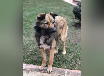 Lassie sucht dringend ein Zuhause