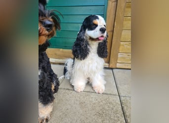Luna, unsere Cockerhündin, 4 1/2 Jahre alt, sucht liebevolle Familie
