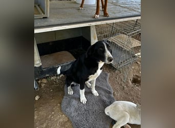 Hübscher Elvis sucht Zuhause für immer!