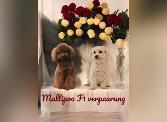 Maltipoo F 1 Welpen