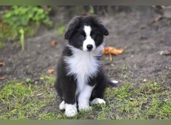 Miniature American Shepherd Welpen, Mini Aussies vom Züchter mit Papieren