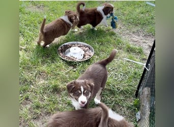 Australian Shepherd Welpen (Minimix/Reinrassig)+ Gesundheitszeugnis