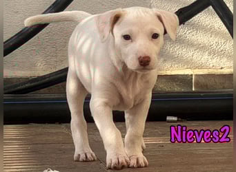 Nieves2 02/2025 (ESP) - kontaktfreudige, süße Podenco-Bodeguero Mix Welpin!