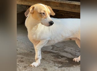 ⭐️MIRELLA⭐️, Hündin, 5 Jahre, 25 cm, Mischling, Tierschutz