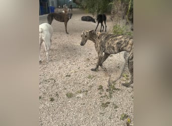 Toni, freundlich und sozial