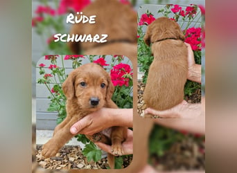 Labradoodle und Goldendoodle Mini/ Medium Welpen in verschiedenen Farben