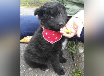 Teddy ein süßer Spatz
