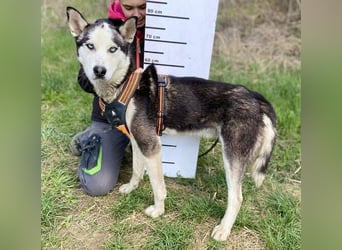 Navaro,Husky Mischling