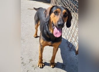 Levi ❤️ Bracke-Mix, verspielt+ aufgeschlossen