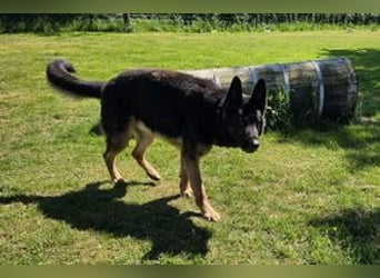 Dringend!!!, Hektor, ein Deutscher Schäferhund auf der Suche nach einem Zuhause