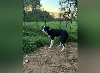 Fröhliche MINNIE lebensfroh, aufgeschlossen, verspielt freut sie sich, das Tierheim zu verlassen