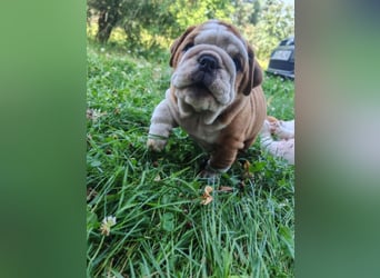 Englische Bulldogge Welpen mit FCI Papiere