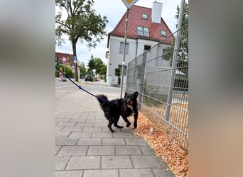 Freundlicher ELVIS möchte dich um seine hübschen Pfoten wickeln