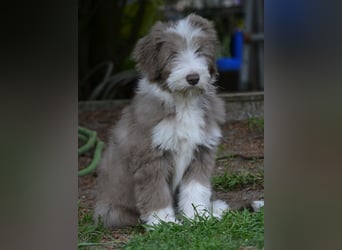 · BEARDED COLLlE WELPEN  · Ein faible für das Besondere!