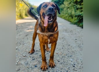 Blueeye Bengie ein starker großer Kerl