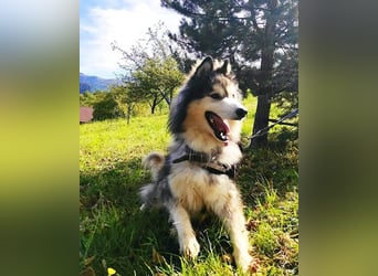 Husky-Mix Arci sucht seine liebe Familie