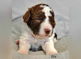 Lagotto Romagnolo Welpen mit LRWD e.V./ VDH Papieren