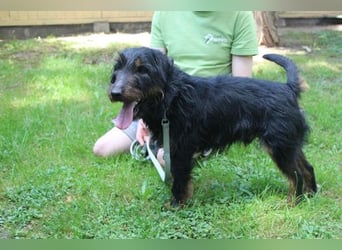 Speedy, Jagdterrier, geb, 2021, zuckersüße Sportskanone su. aktive Besitzer