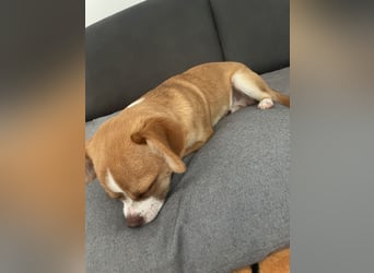 Chihuahua Havaneser Mix Welpen
