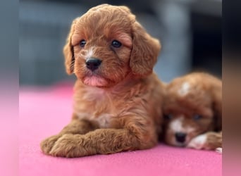 Exklusive Maltipoo Welpen im Red Apricot in Liebevolle Hände abzugeben Malteser/Pudel