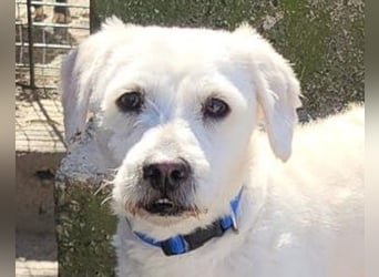 Teddy ❤️ lieb, aktiv - Malteser-Mix Rüde