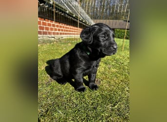 Wunderschöner Golden Retriever - Labrador Mix Welpe