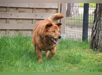 Ed, Chow Chow-Dackel Mix, geb. 2016, blinder, dicker Kuschelbär sucht seine Menschen