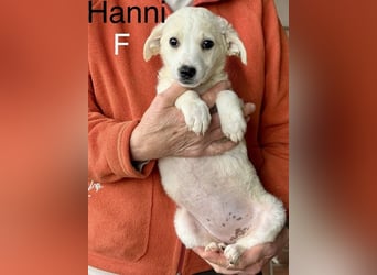 Hanni - sagt "Hallo!"