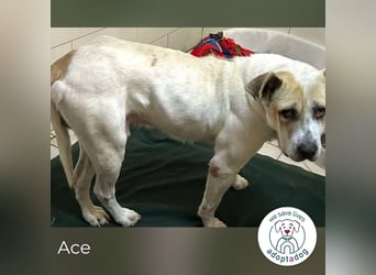 Ace: Sucht ein Zuhause