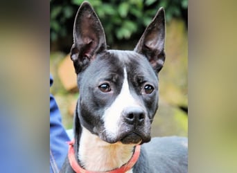 Aretusa - sieht so ein chancenloser Hund aus?