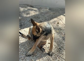 Malinois Mädchen LILO (Juni 2024) sucht eine Familie!