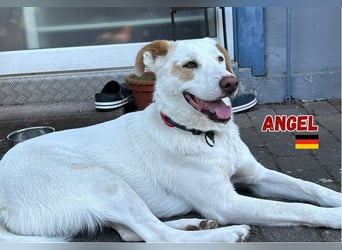 Angel,geb.04/23,ruhige,menschenbezogene Hündin sucht ihre Familie,bereits auf PS in 64754 Mossautal
