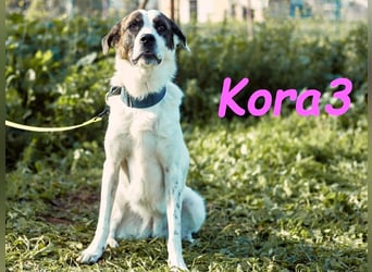 Kora3 08/2019 (ESP) - verspielte und kluge Boxer Mix Hündin!