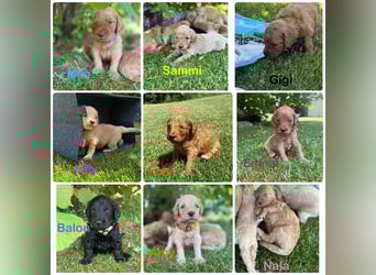 Aussiedoodle / Aussiepoo  F1b