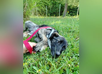 liebe junge Mischlings Welpe Alma sucht ein Zuhause oder Pflegestelle