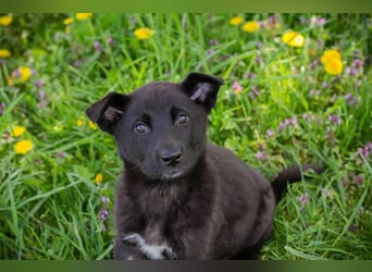 Trine: Hundekind sucht ein Zuhause