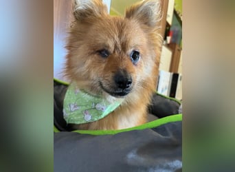 Bella SR - bezaubernder Schatz sucht Zuhause!