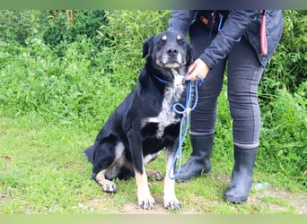 Tiago  - Schäferhund-Mix, lieb und verträglich