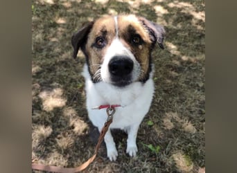 Dolly ein einsamer Schatz