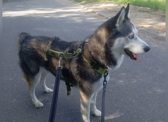 Husky Maya H möchte eine neue Familie finden