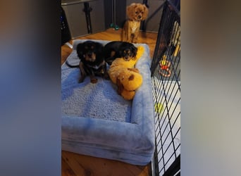 Kavalier king charles spaniel Welpen