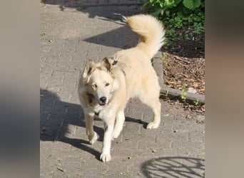 Pippa *auf Pflegestelle in 33615 Bielefeld*