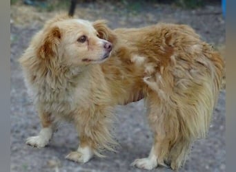 Goldie, Mischling