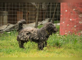 Bubbles LM – Schüchterner Schatz sucht ein liebevolles Zuhause