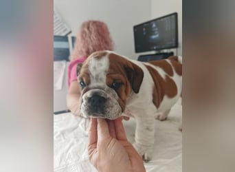 Englische Bulldogge Welpen mit FCI Papiere