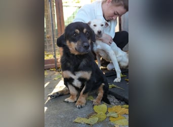 Benny - liebenswerter Rollihund sucht Zuhause