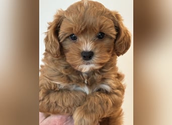 Maltipoo/mini Doodle Welpen in abricot/creme farben