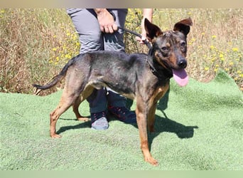 Leo, Mix Pinscher / Schäferhund , lieb und verträglich