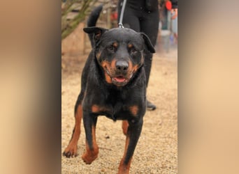 Duke VA - Großer Schmuser auf der Suche nach einem Zuhause